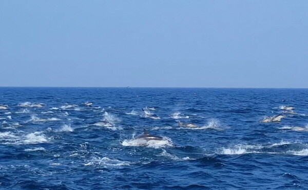 3일 오전 11시 25분께 울산 남구 장생포 남동쪽 20㎞ 해상을 운항하던 고래바다여행선이 참돌고래떼 2,000여 마리를 발견했다. (사진=울산 남구도시관리공단 제공)