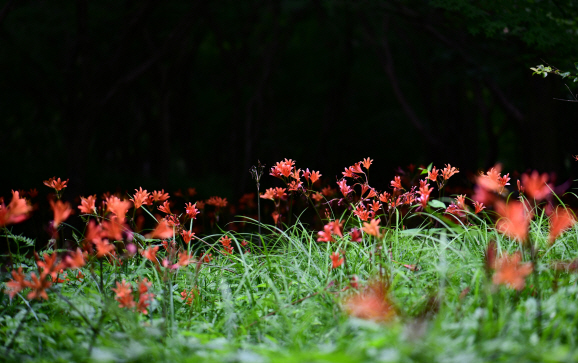 가을 야생화 백양꽃(사진=국립공원공단 제공)